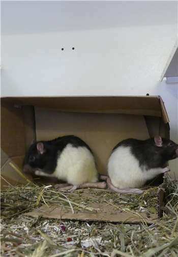 Zwei der fünf Rattenmänner. Fotos: Tierschutzverein Andernach u.U.e.V.