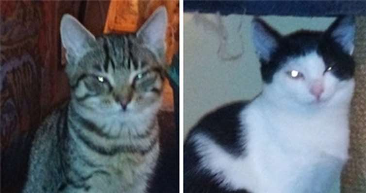 Zwei kleine Kater suchen liebevolle Menschen.privat