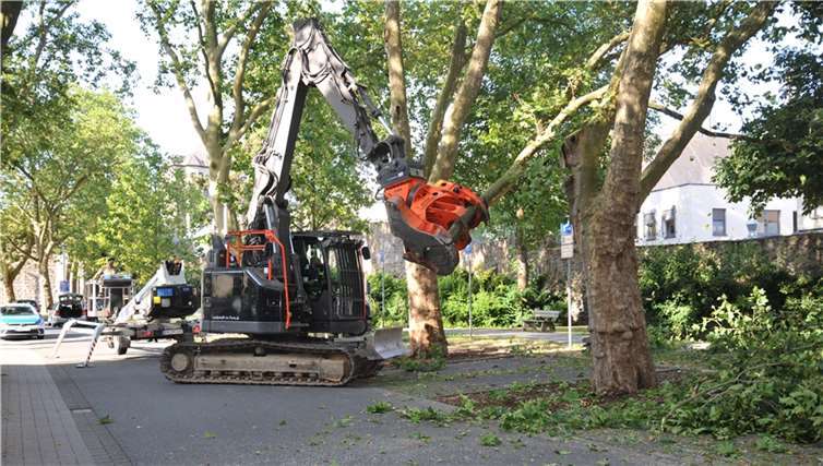 Zwei sehr stark geschädigte Platanen am Hindenburgwall mussten weichen. Im Herbst werden sie durch neue, große Gehölze ersetzt. Foto: Stadt Andernach/Maurer