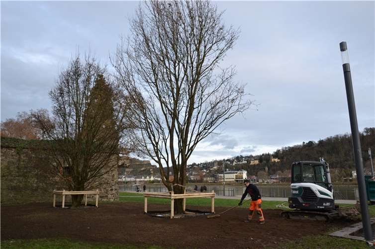 Zwei stattliche, mehrstämmige Feldahorne füllen jetzt eine Lücke in den Rheinanlagen am Schloss, die durch Fällung von zwei Kastanien entstanden war. Foto: Stadt Koblenz, Verena Groß