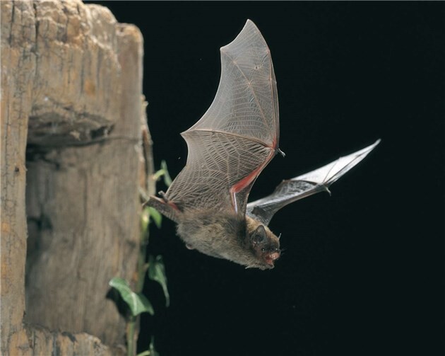 Zwergfledermaus. Dietmar Nill/NABU
