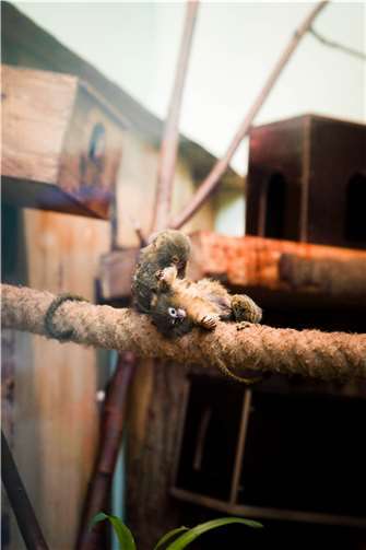 Zwergseidenäffchen. Foto: Luca Rosso