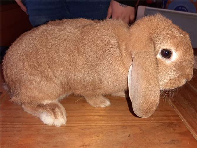 Zwergwidder Naja.Fotos: privat