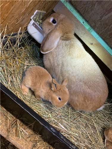 Zwergwidder in gelb. Quelle: Werner Ferenc