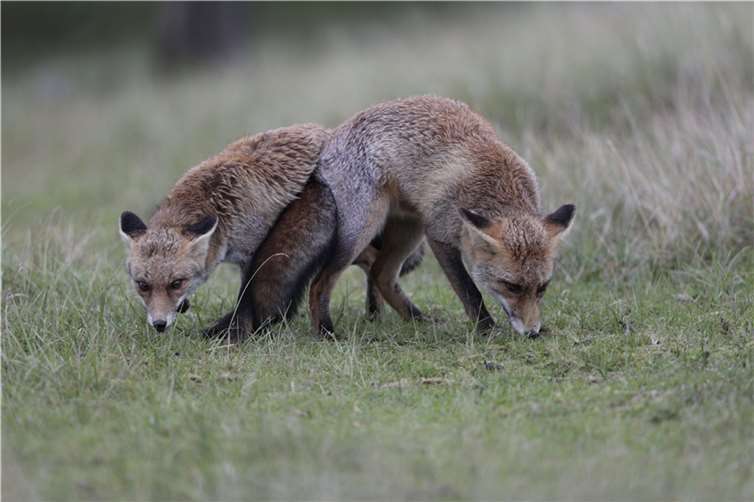 Zwischen Quirnbach und Vielbach halten sich derzeit mindestens fünf junge Füchse auf.  Foto: Ingo Kühl/Naturschutzinitiative e.V. (NI)