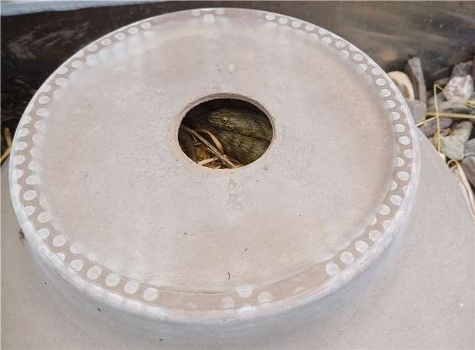 Zwölf einheimische Würfelnattern sind im Neuwieder Zoo eingezogen.  Foto: David Otte