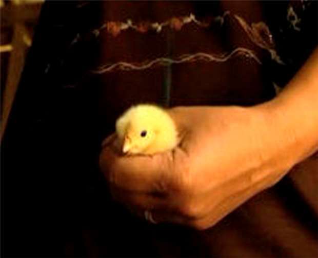 Zyklus 1, Videoarbeit von Sybel Akkulak-Dosch.