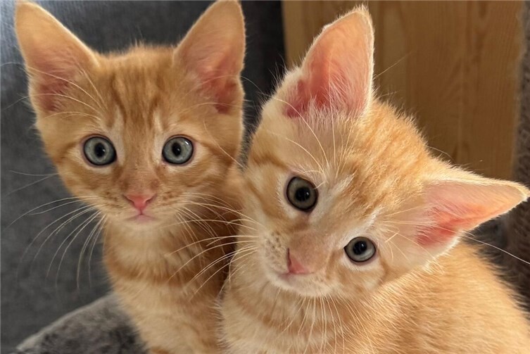 bei Fangaktion gerettete Kitten