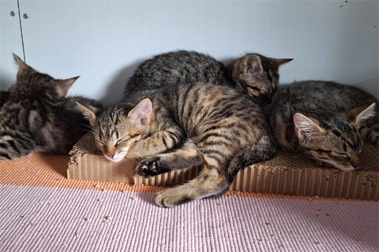 gerettete Kitten