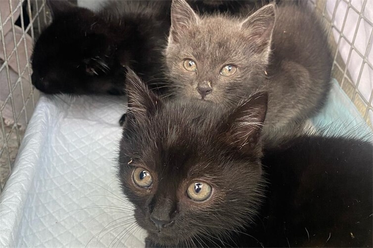 gesicherte Fundkitten