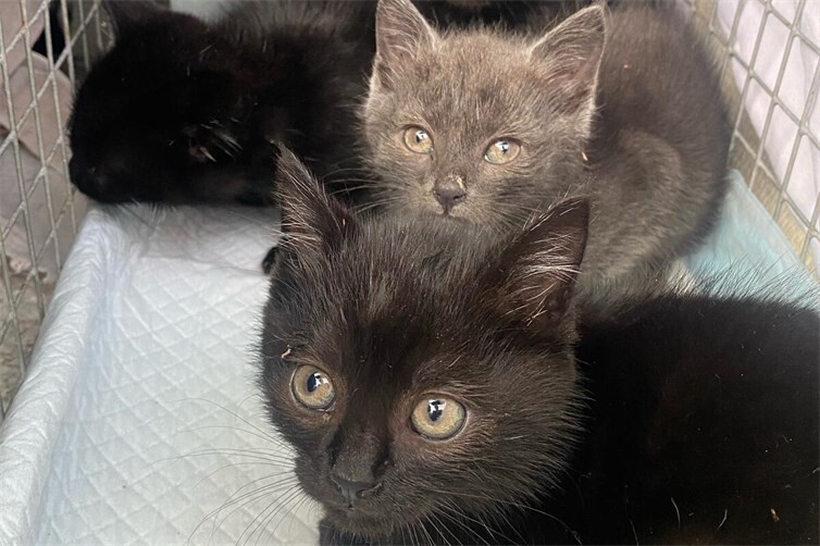 gesicherte Fundkitten