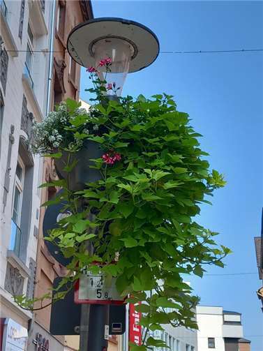 ittlerweile prägen die Süßkartoffeln hängend in den Blumenampeln.  Foto: privat