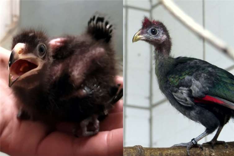 (li.) Rothaubenturako-Küken - (re.) Nach etwa 25 Tagen hat das Küken sein Nest verlassen. Fotos: Zoo Neuwied