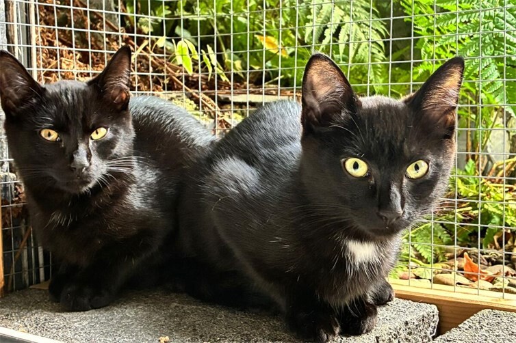 links Leander, rechts Amira
