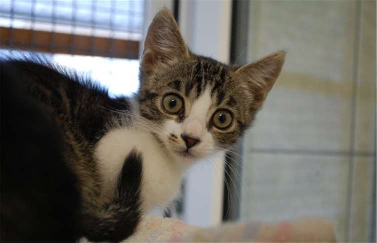 oder zu einer bereits vorhandenen Katze. Fotos: privat