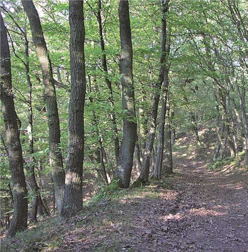 Wanderung mit dem Förster .privat