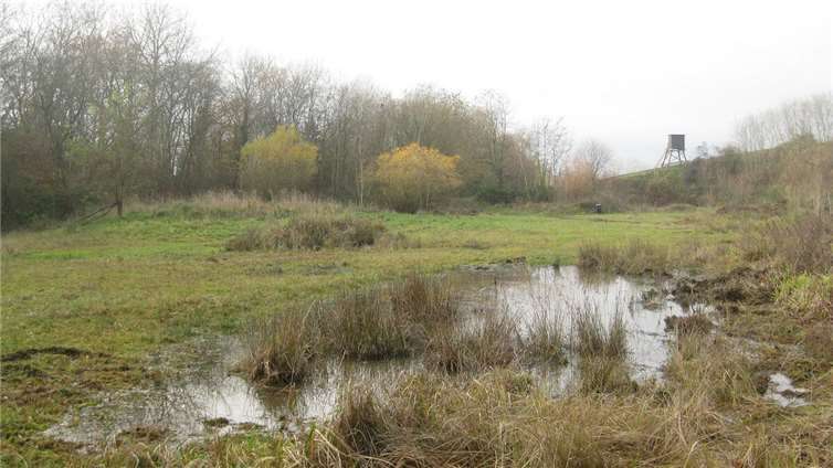 ür Frosch, Kröte und Lurch: Im Kreis Neuwied finanzierte die SGD Nord 2024 ein Projekt zur Wiederherstellung von Laichtümpeln.  Foto: SGD Nord / Stefan Kolling