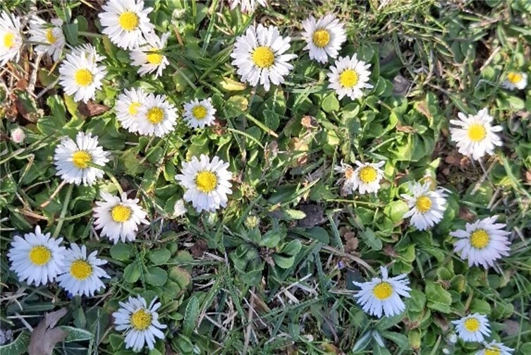 unbedenklich z.B. Gänseblümchen