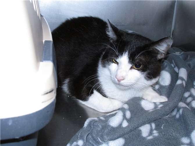 und Hyde sind Brüder und suchen ein neues, gemeinsames Zuhause. Foto: privat