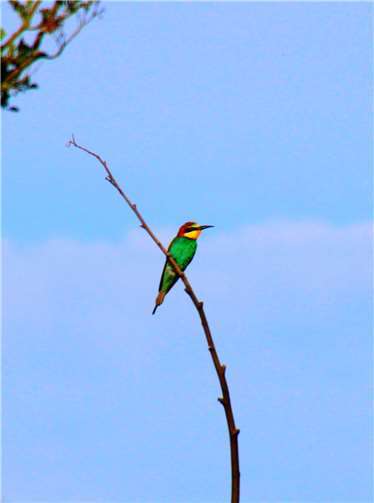und diesen Bienefresser in den Thürer Wiesen gesichtet. 