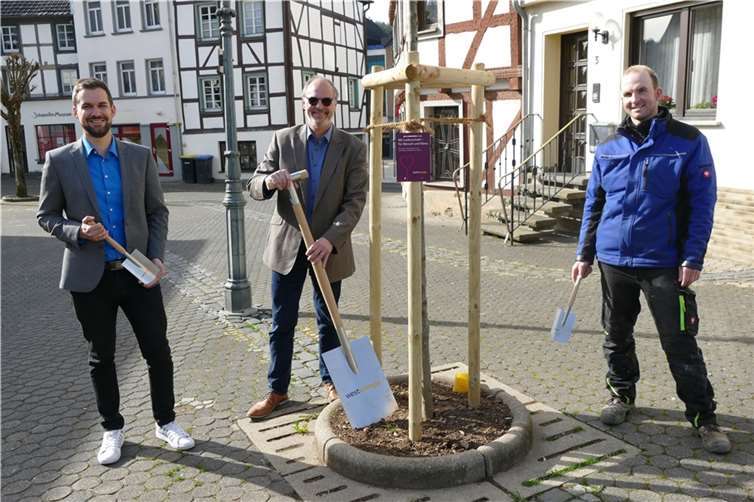 (v. l.): Patrick Ley, Kommunalmanager bei Westenergie, Arnold Hoffmann, Stadtbürgermeister von Adenau und André Kürsten, Leiter des Bauhofs Adenau freuen sich über die frisch gepflanzten Stadtbirnen, Säulenbuchen und Esskastanien in Adenau.  Foto: Philippe Siegburger/ Westenergie