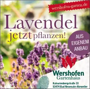 Anzeige Jetzt Lavendel pflanzen!