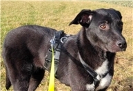 01.02.: Hund in Not: Ehrenamtler retten Hündin Amy aus gefährlicher Lage