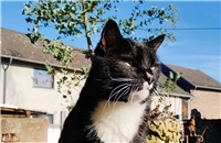 01.04.: Tierisch vermisst: Wer hat Kater Rumo aus Burgbrohl gesehen?
