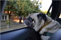 02.02.: Hund allein im PKW gelassen - Fahrer auf Drogen