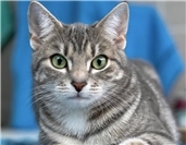06.07.: Große Freude im Ahrtal: Katze Focaccia ist wieder da! 