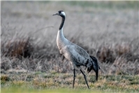04.11.: Erster Fall von Vogelgrippe im Kreis Neuwied bestätigt