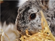 05.01.: Westerwald: Polizei schnappt Kaninchen-Diebin