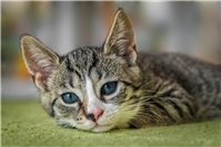 06.03.: Westerwald: Autofahrer fährt Katze tot und haut ab