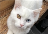 06.07.: Tierisch vermisst: Wer hat Katze Mali aus Obermendig gesehen? 