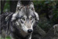 06.08.: Toter Wolf von der A3 bei Neuwied geborgen