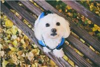 07.09.: Einsamer Hund im Wiesental zurückgelassen