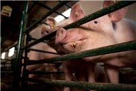 07.11.: Tierwohl-Demo in Ahrweiler