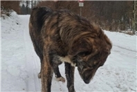 08.01.: Freilaufender Hund hält Polizei in Rengsdorf auf Trab