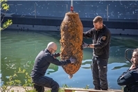 08.04.: Koblenz: 500-Kilo-Bombe erfolgreich entschärft