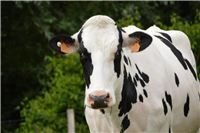 09.09.: Kuh auf der A 48 - Autofahrer bei Kollision mit entwichenem Tier verletzt
