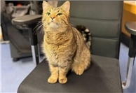 10.01: Happy End in Ahrweiler: „Polizei-Kater“ Buddy ist wieder zuhause 