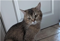 10.08.: Tierisch vermisst: Wer hat Katze Luna gesehen?