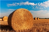 11.07.: Landwirt verliert Ladung: Heuballen blockieren L181