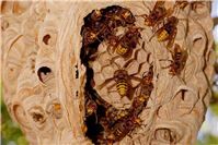 12.08.: Hornissen sorgen für Sperrzone in Andernach