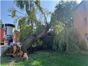 12.08.: Riesiger Baum kracht neben Wohnhaus
