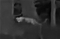 12.11.: Großkatzen-Sichtung im Kreis AW: Stadt Meckenheim bittet um Wachsamkeit