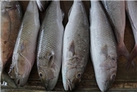 13.01.: Verheerende Folgen für die Natur: Mehr als 20 Tonnen Fisch verendet nach Gewässerverunreinig