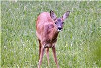 13.05.: Reh mit Bisswunden bei Dedenbach entdeckt 
