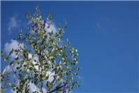 14.07.: Maibaum fällt auf vorbeifahrendes Auto