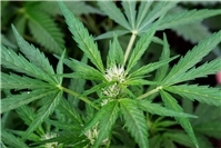 15.01.: Riesige Cannabisplantage entdeckt